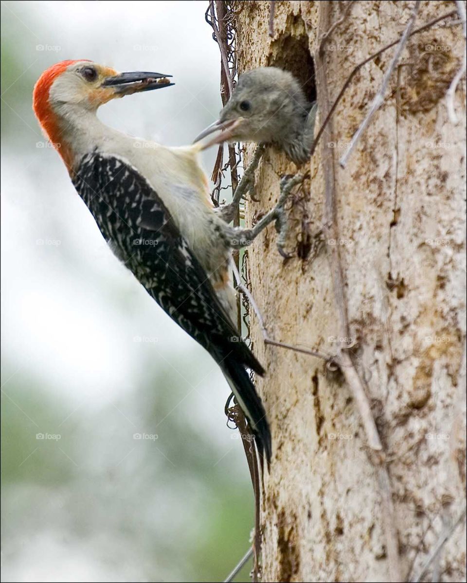 Springtime Mother and baby