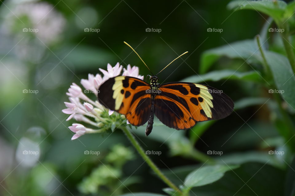 pretty butterfly on flower