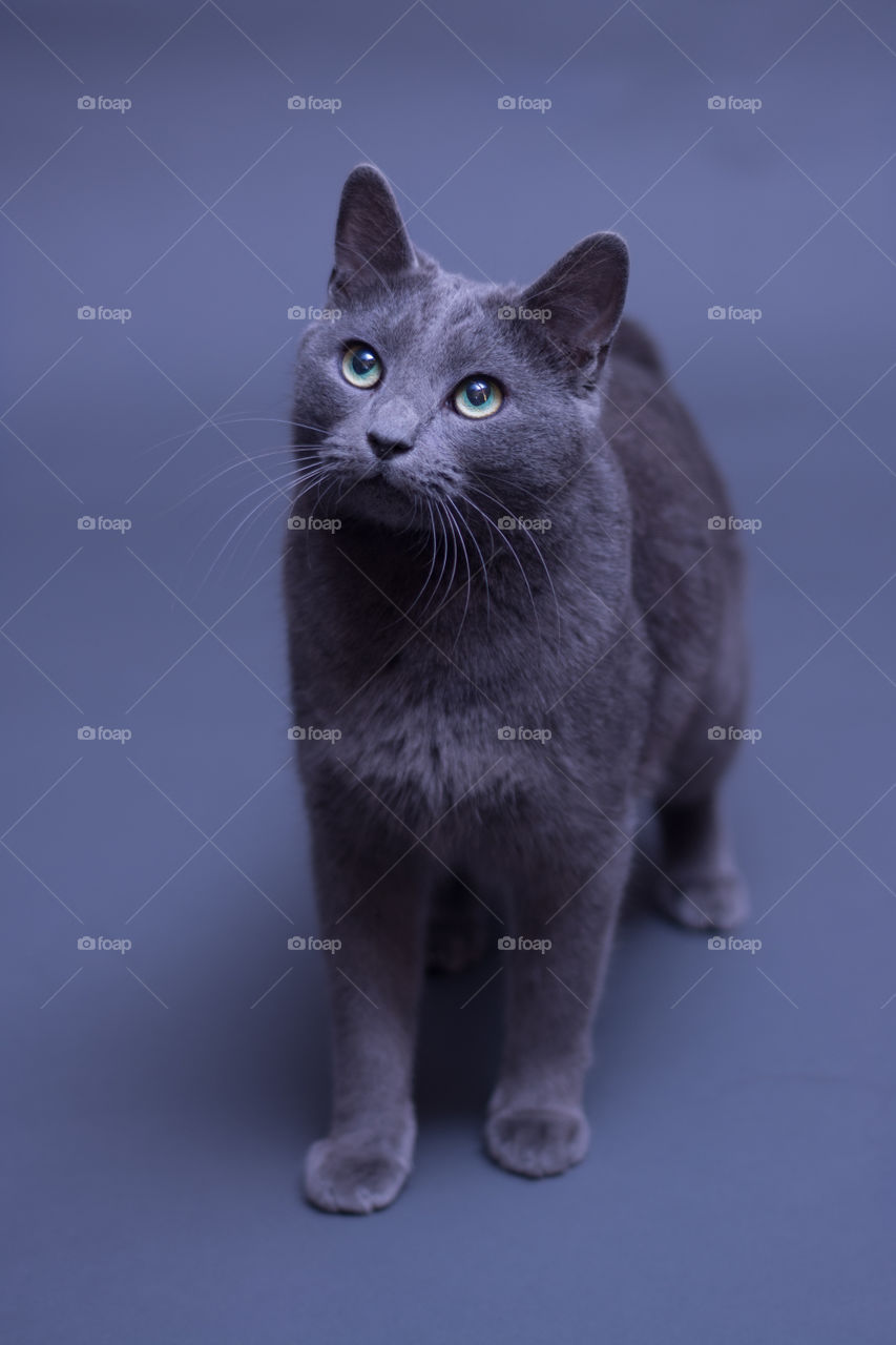 Gray Manx Cat Portrait on a Gray Background 