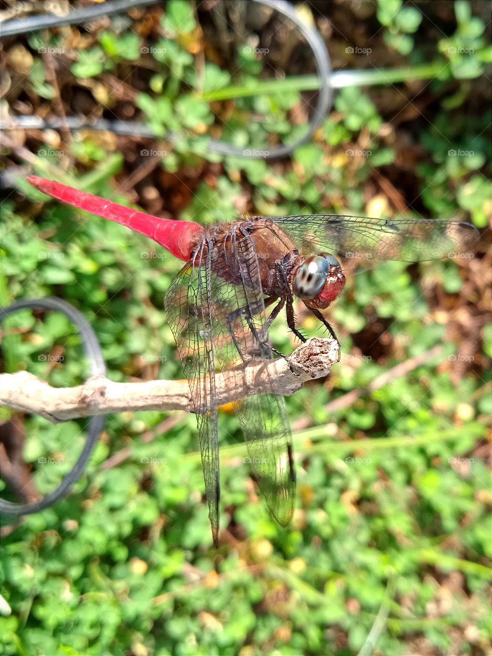 A red dragonfly...