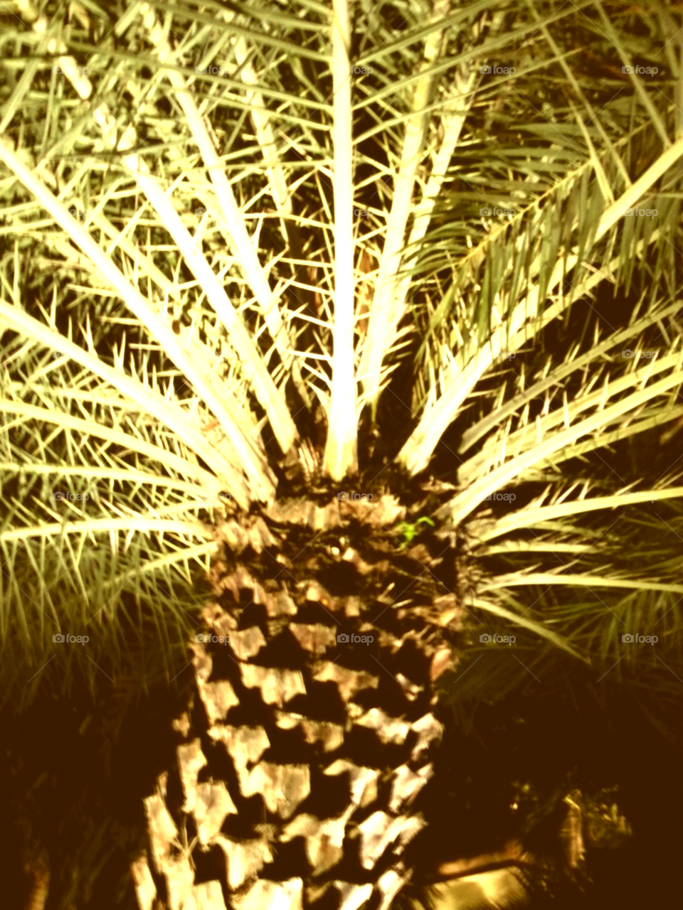 date palm tree