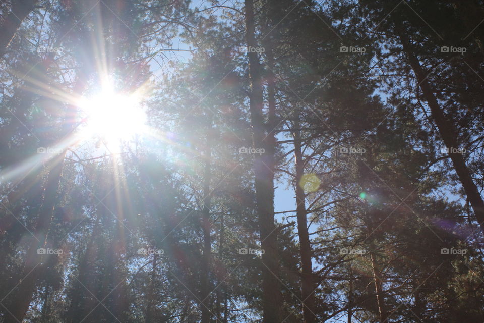 Sunbeam from the heavens!