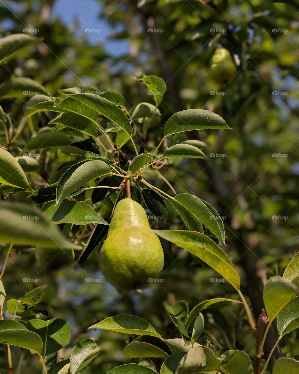 Pear tree, no partridge.