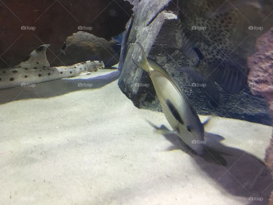 Underwater, Fish, Water, No Person, Swimming