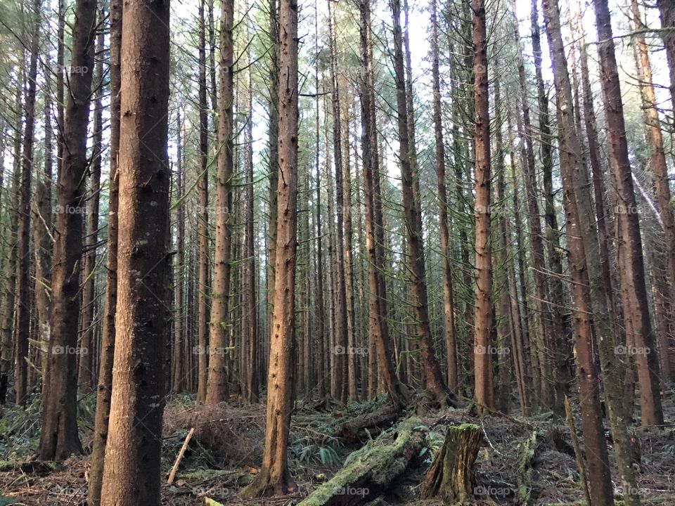 Beautiful trees near Sombrio, Vancouver Island, Canada 