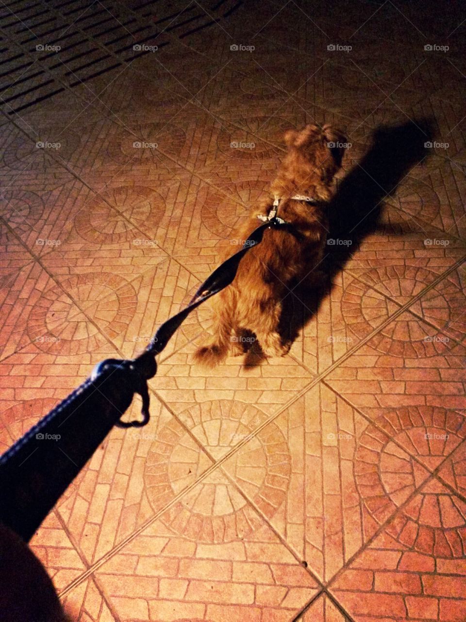 night silhouette on walking dog