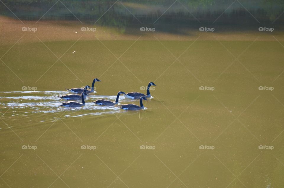 Geese swimming across a pond