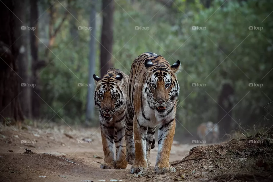Tiger