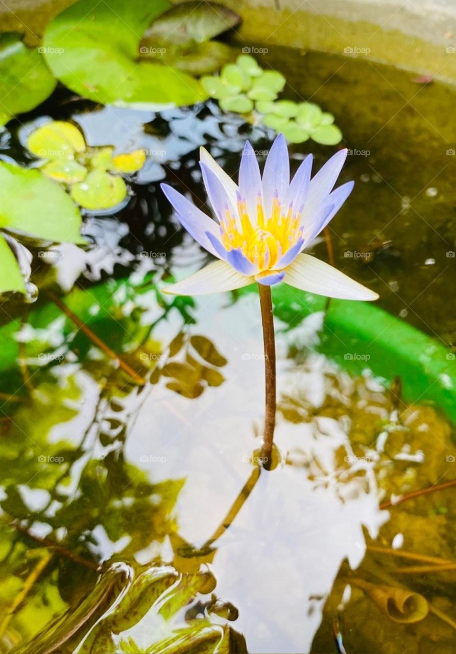 Blue Lotus Flower