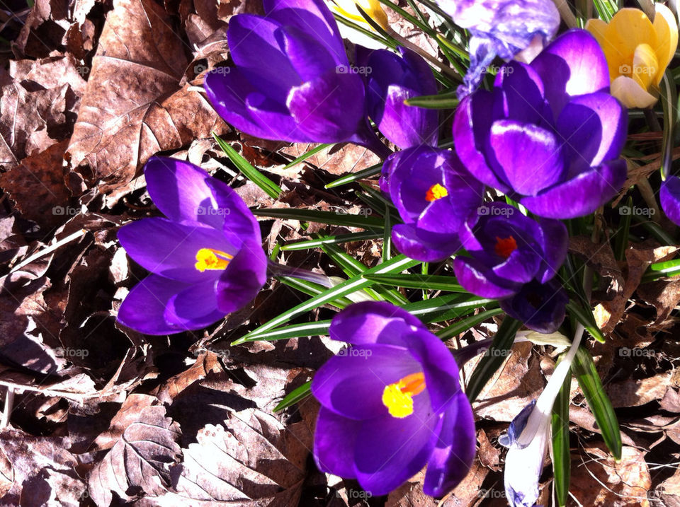 Crocus Vernus