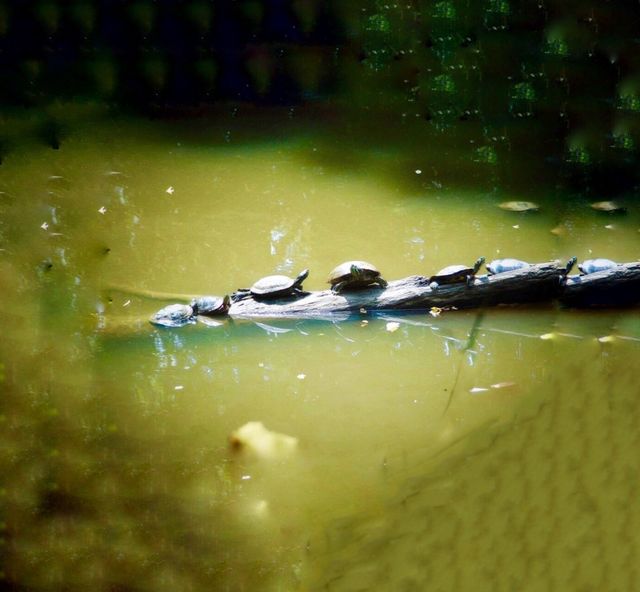 Turtles 