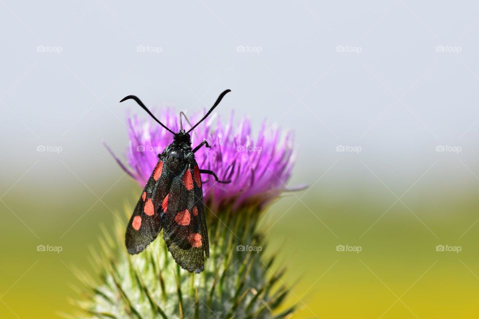Close up of butterfly in the flower