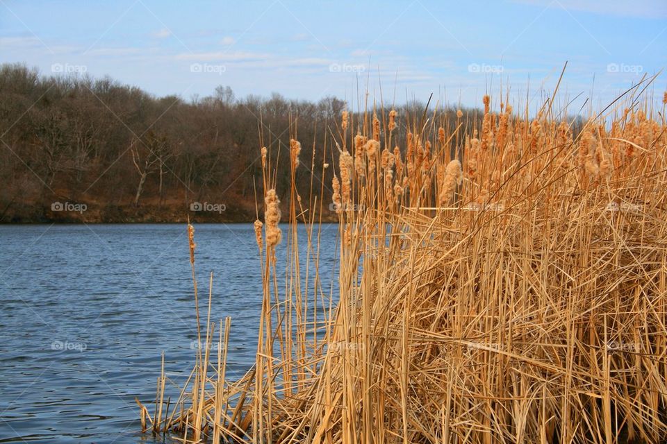 Cattails and Water