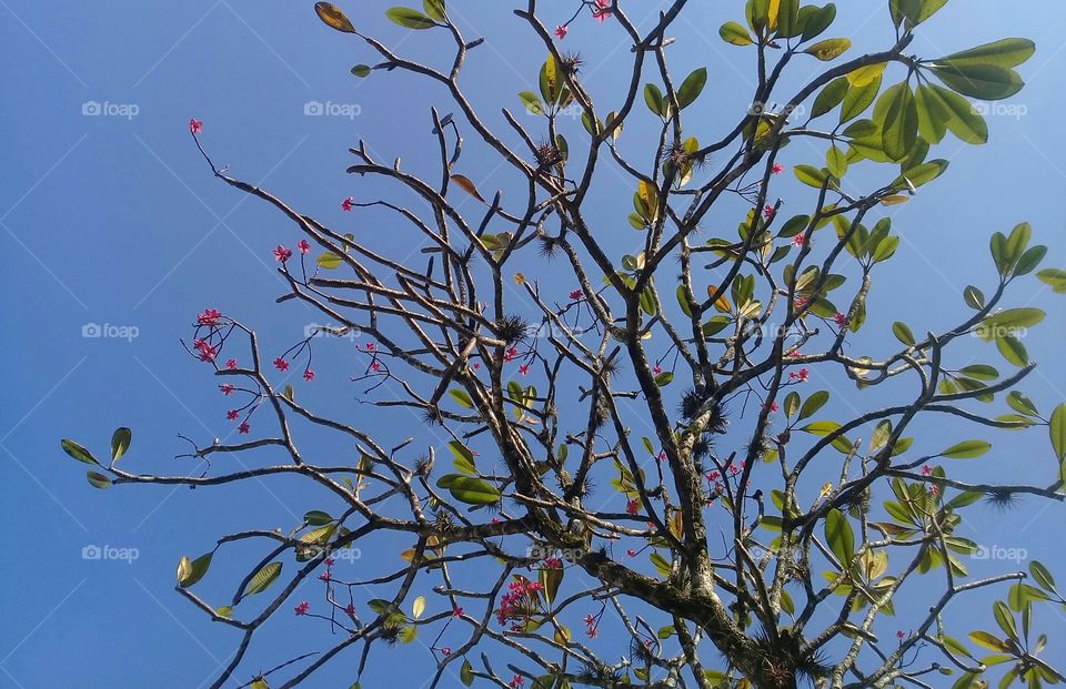 some beautiful Magnolia flowers, in autumn.Beautiful  day
