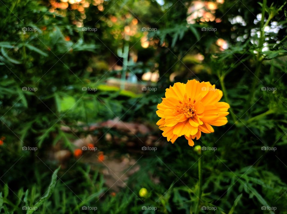 Yellow Cosmos flower in the garden