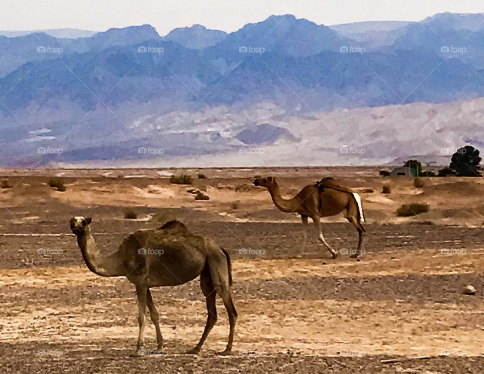 Desert, Camel, Mammal, Animal, Wildlife