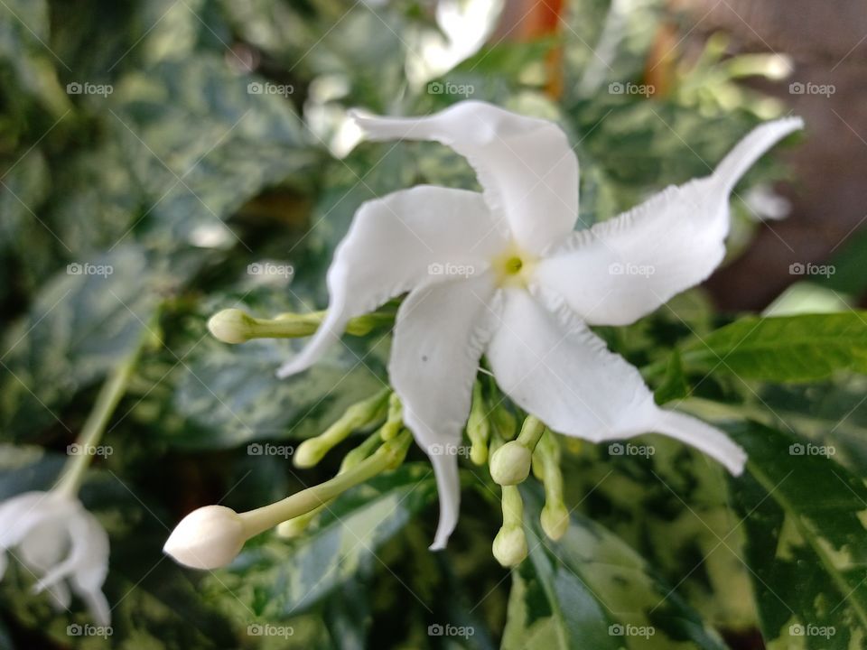 White flower