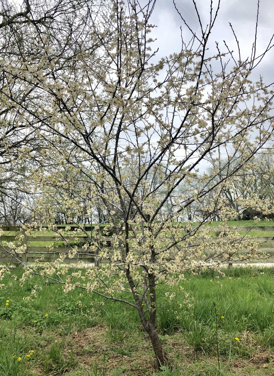 Missouri Wild Plum At End of Spring Bloom, plum, bloom, Missouri, wild, spring
