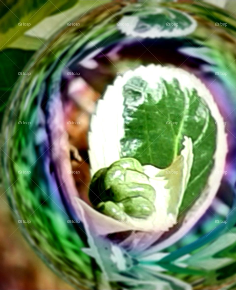 green and white leaves unfolding in the morning sun