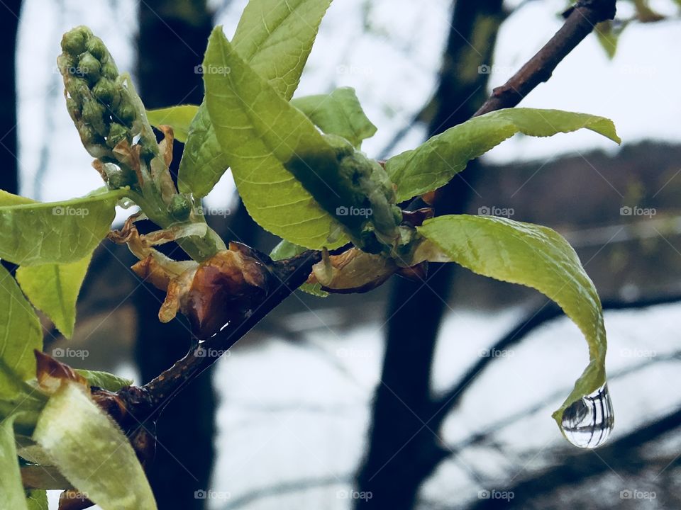 Spring Leaf