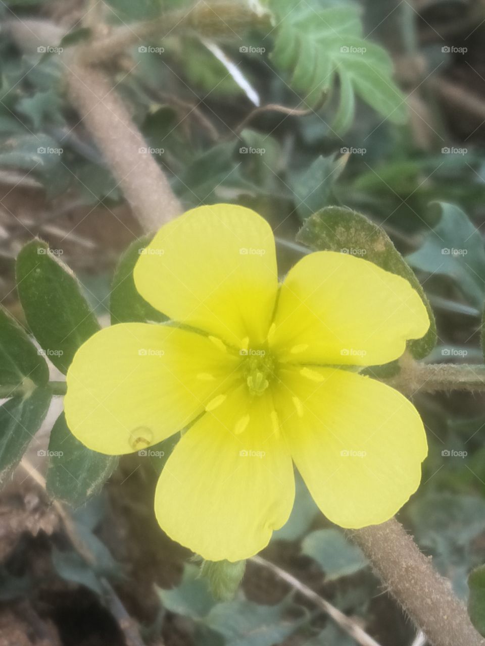 flower