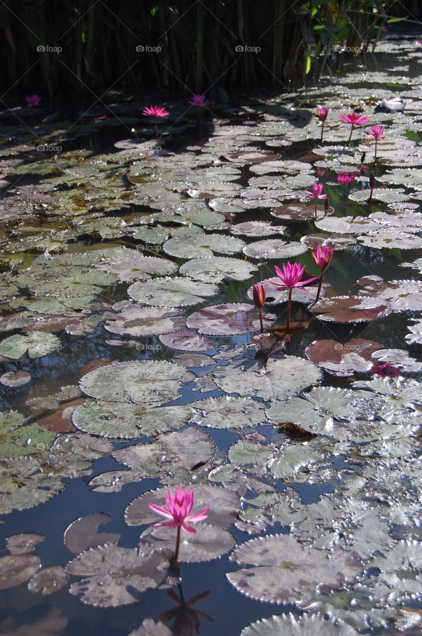 Waterlily and a pond
