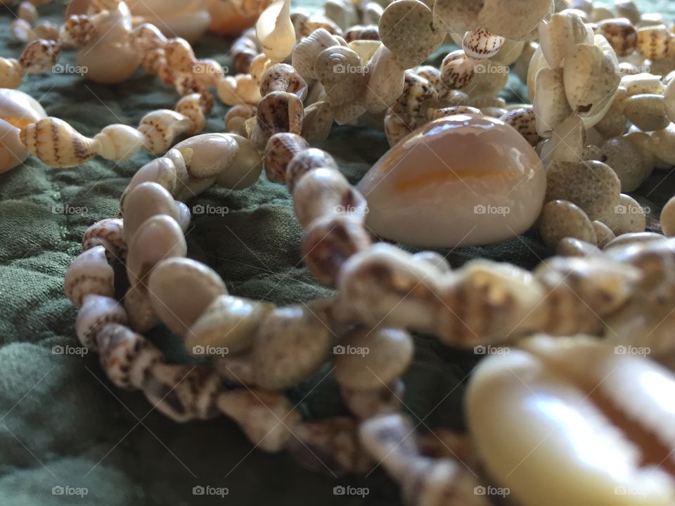 Shells closeup 