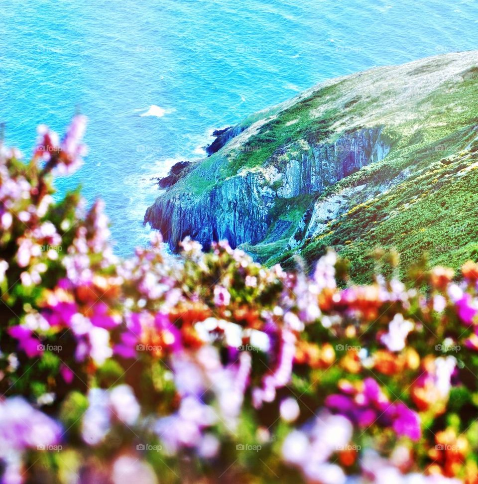 Dramatic seafront behind flowers