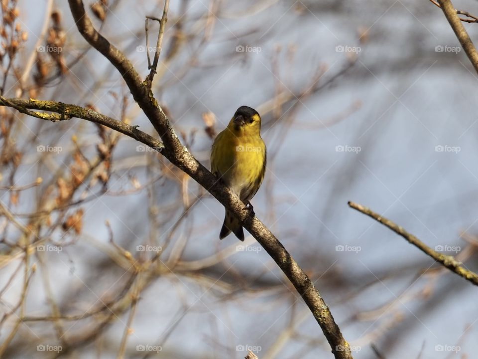 Siskin