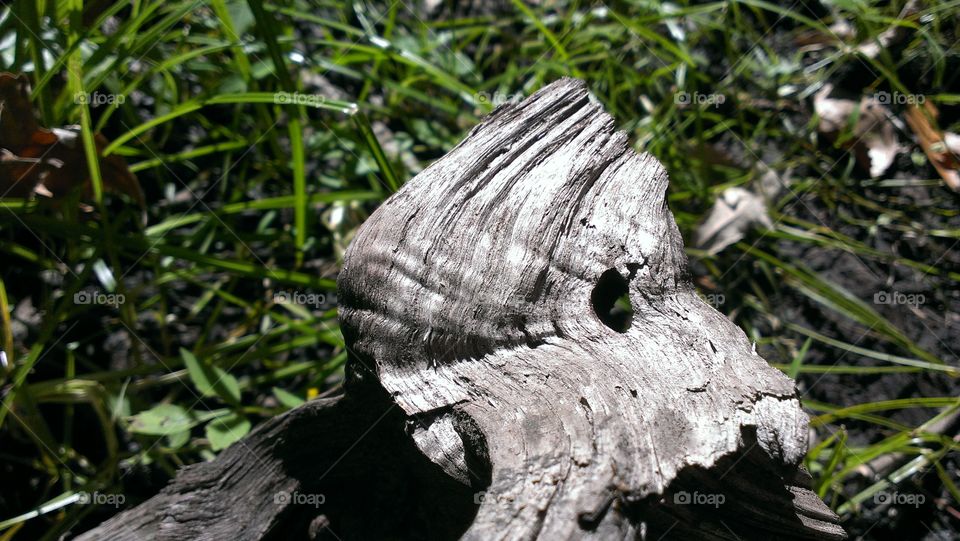 Warped Wood. saw this in the woods on a hike.