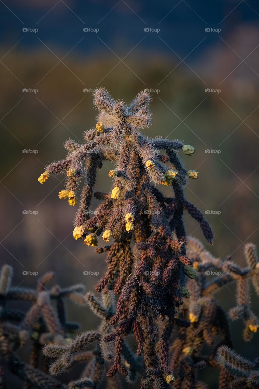 Cane Cholla