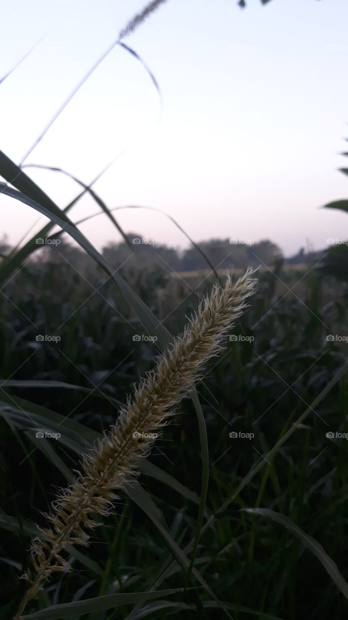 Uganda grass