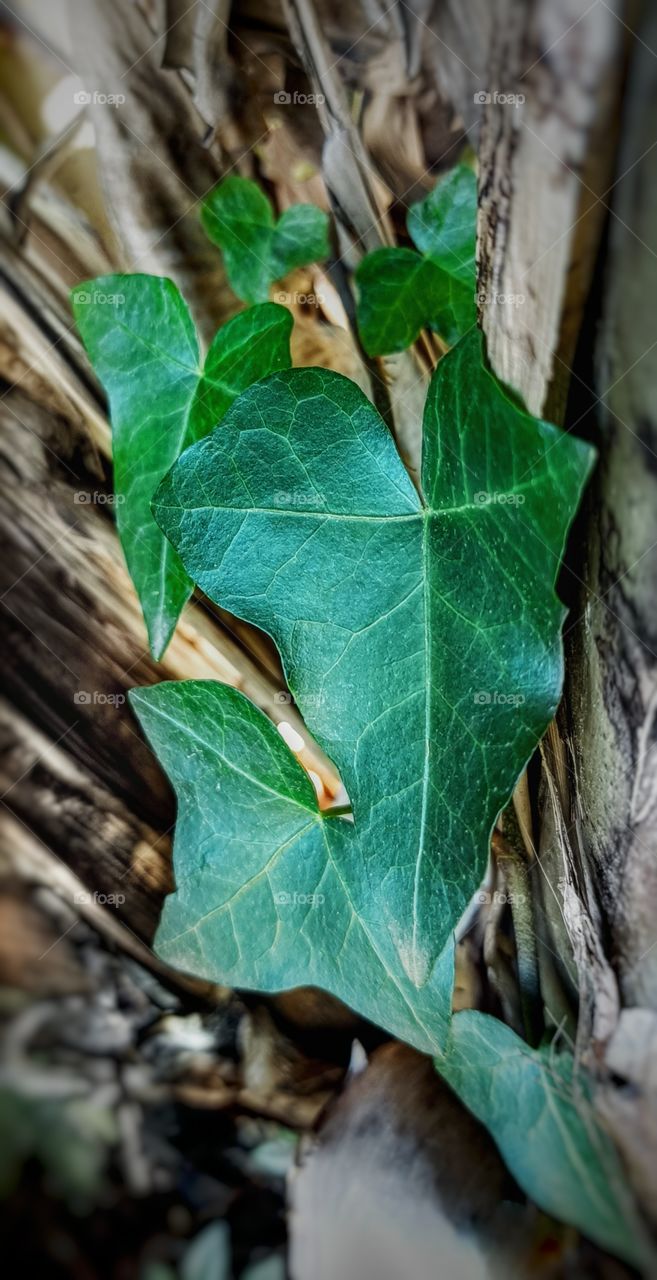 Detail of the Ivy leaf in the foliage