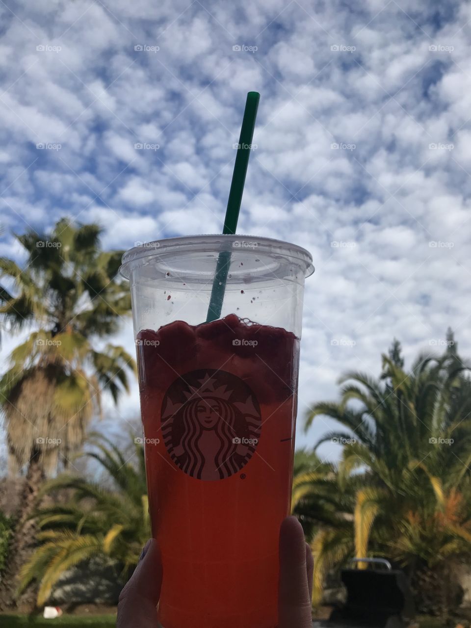 A Starbucks drink being held by a girl amongst the blue cloudy sky and green palm trees outside in nature. USA , America 