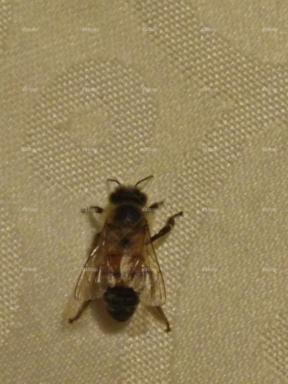 a closeup view of a resting bee found on a house tablecloth