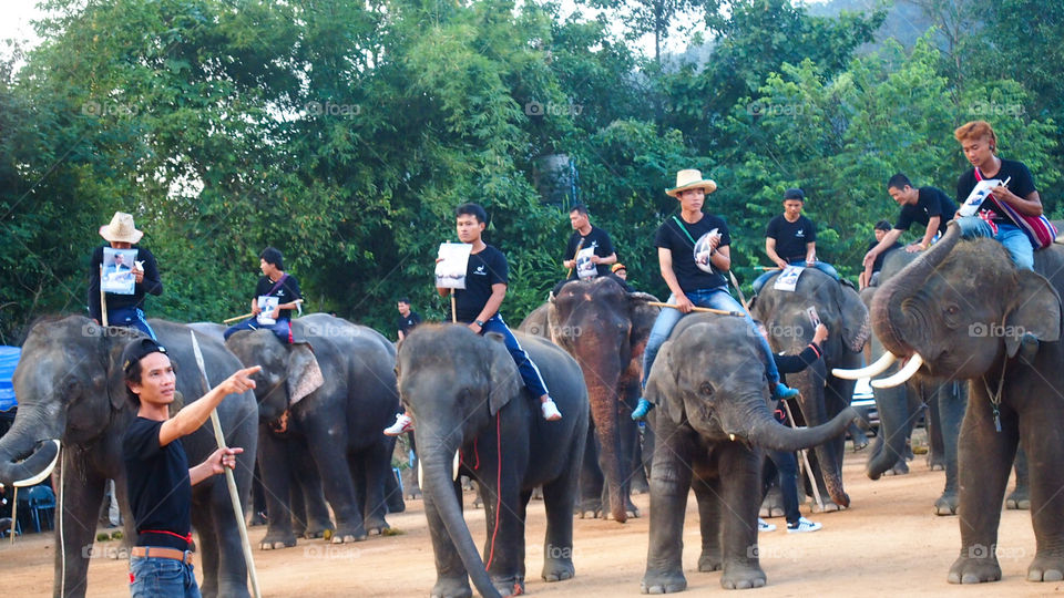 Wanted to Mahout Elephant care person