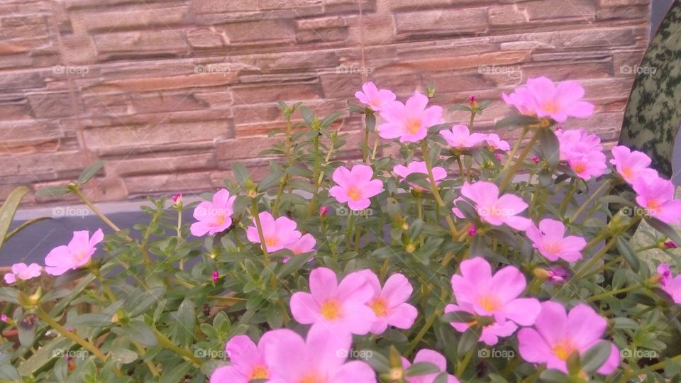 This spring is so perfect and beautiful with the bright colors of flowers blooming