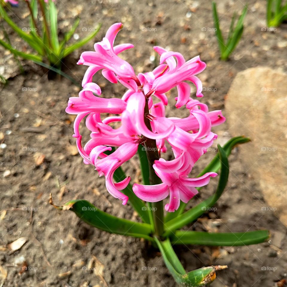 Spring flowers. Pink hyacinth