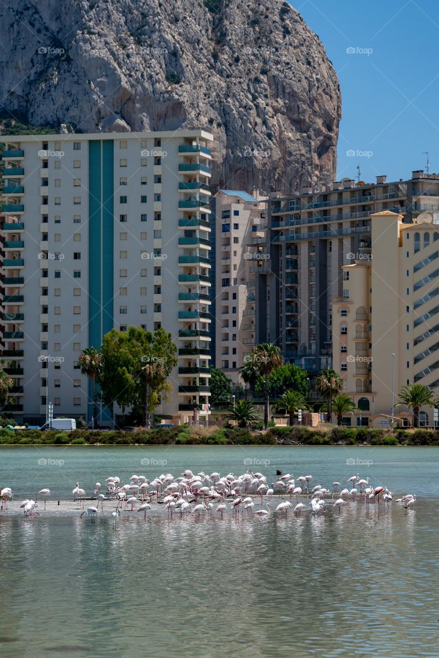 Flock of Flamingo on the lake. Wild birds in the city