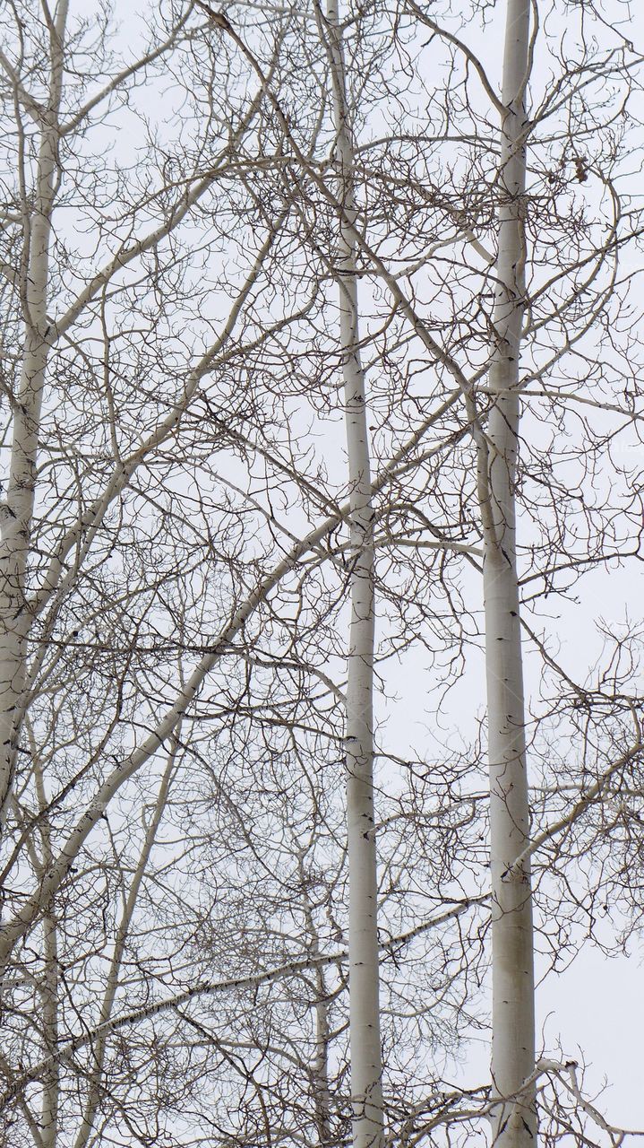 Winter trees after snowfall