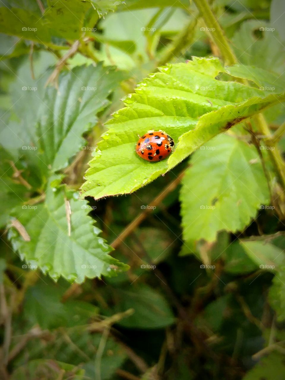 Lady Bug on a leaf