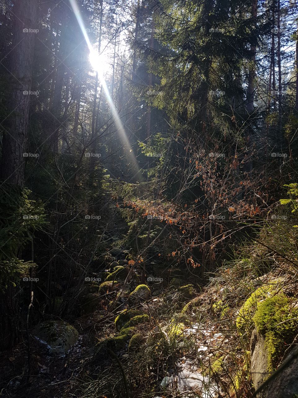 sunrays through the forrest. lord of the rings nature