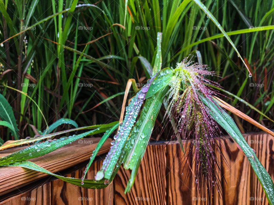 Raindrops on the grass