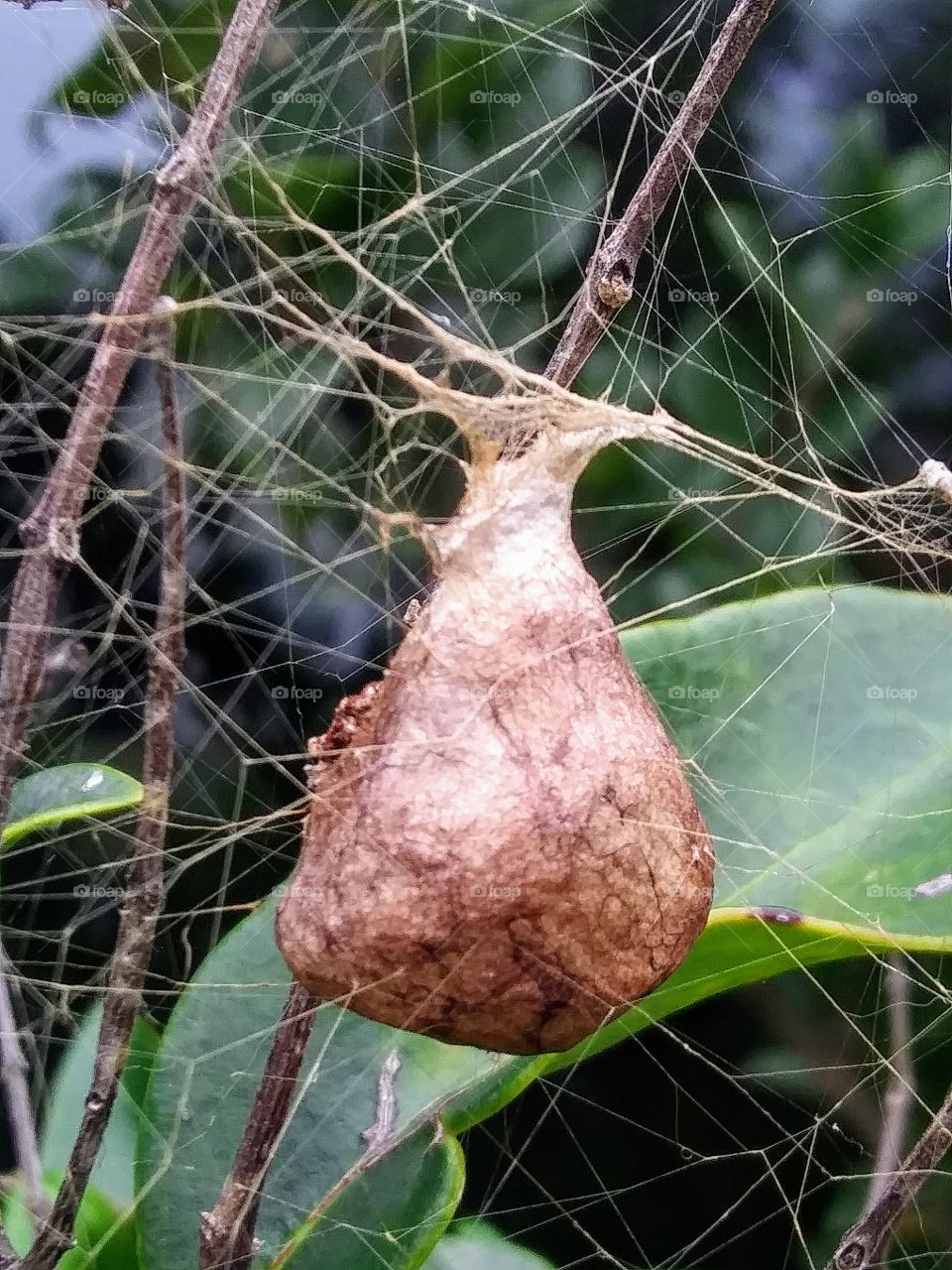 egg sack of argiope aurantia