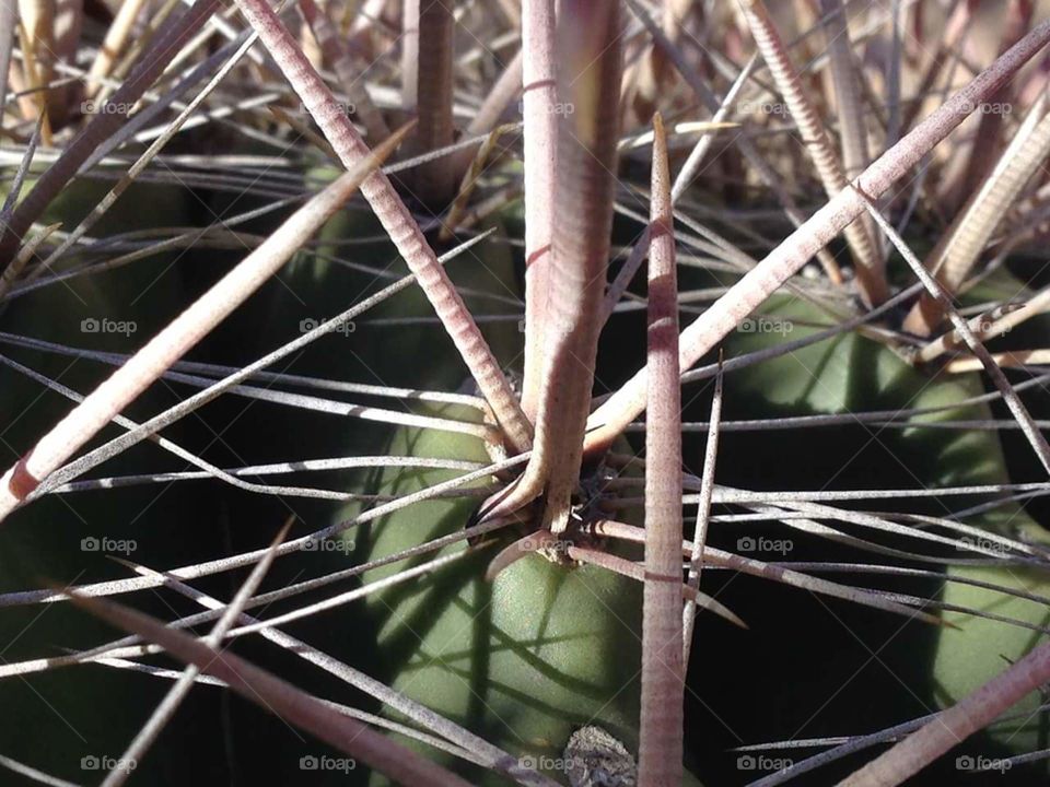 barrel cactus spines