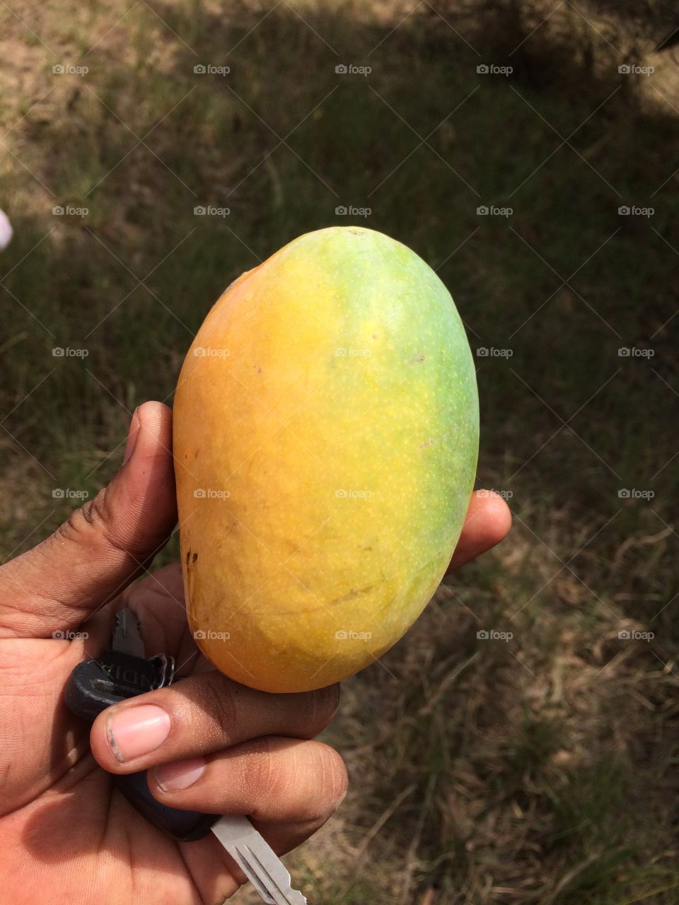 Indian Farm Fresh Mango Fruit