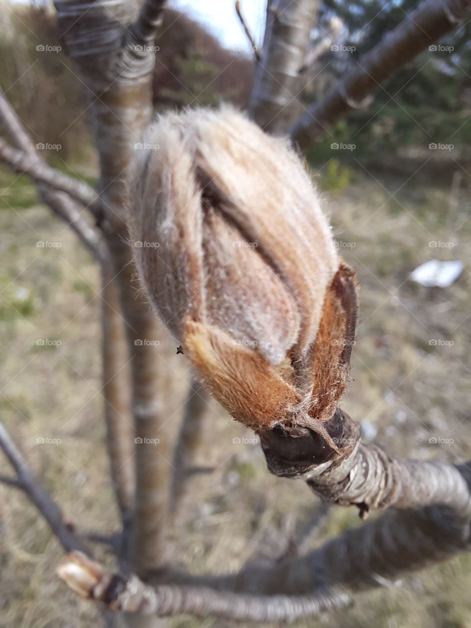 close-up of a rowan bud in early spring