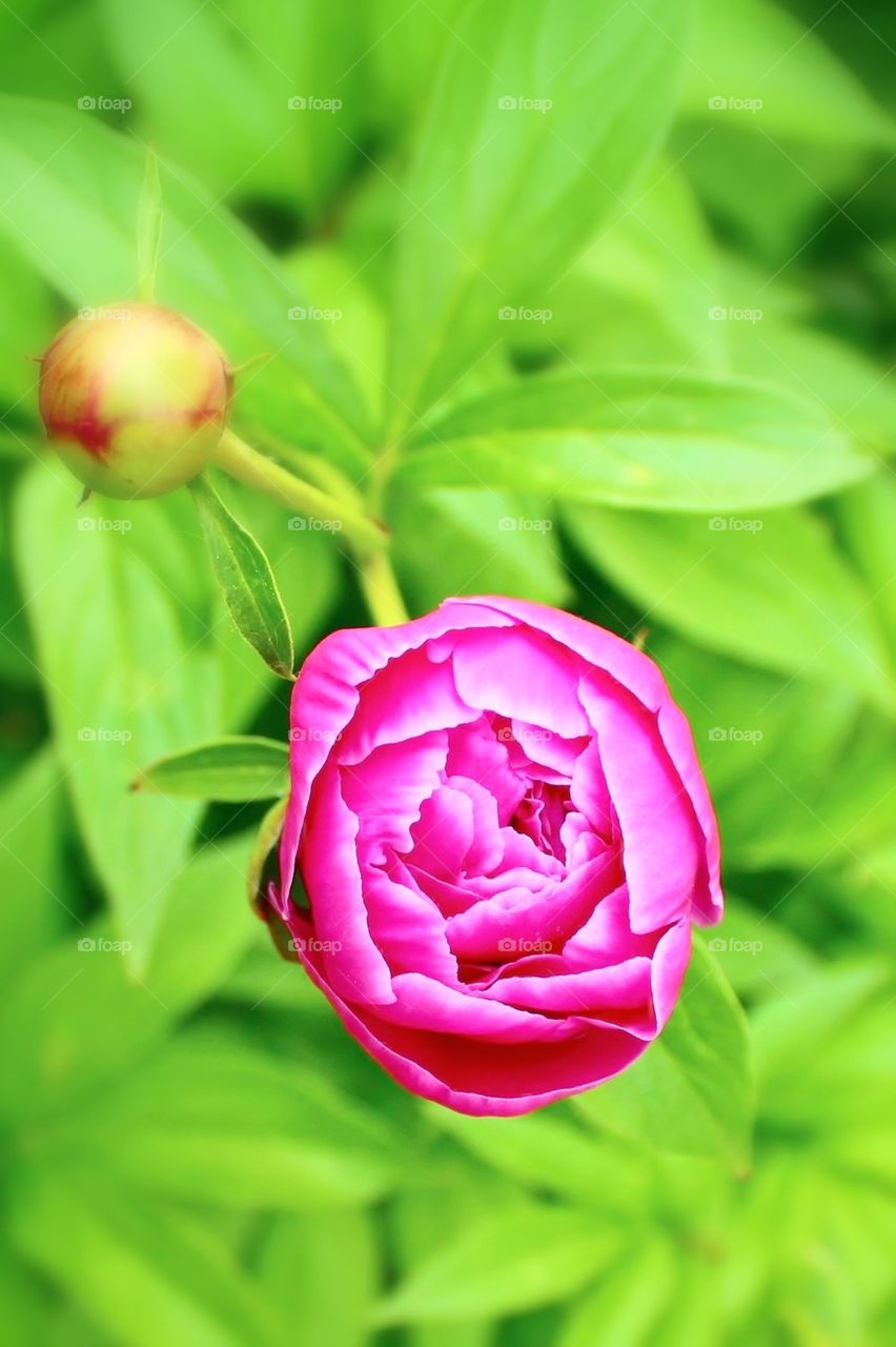 Peony