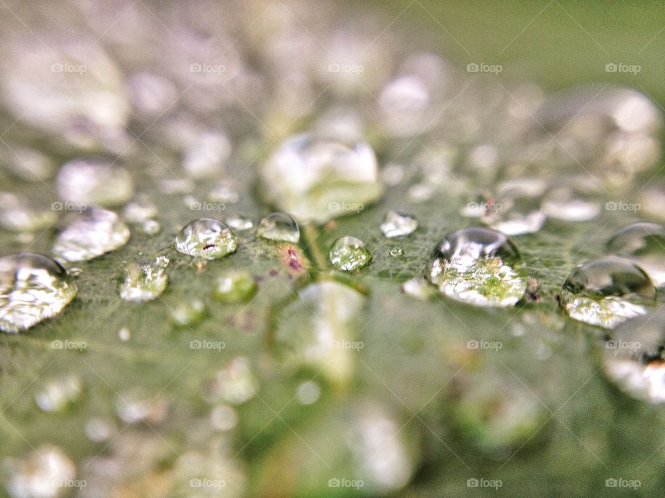 Macro water drops