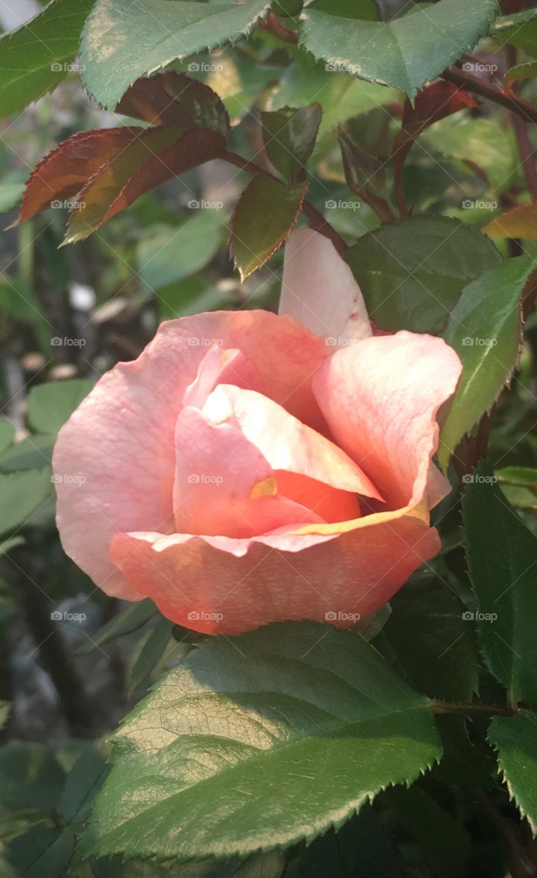 Fresh pink rose just beginning to bloom